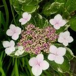 Hydrangea sargentianaफूल