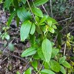 Rubia fruticosa Hoja