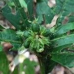 Psychotria globosa Fruto