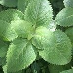 Plectranthus amboinicusList