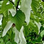 Davidia involucrata Ліст