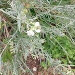 Gomphostigma virgatum Flower