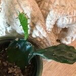 Consolea rubescens Hoja
