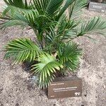 Chamaedorea cataractarum موطن