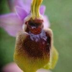 Ophrys tenthredinifera Цвят