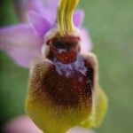 Ophrys tenthredinifera Fleur