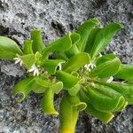 Scaevola plumieri Leaf