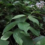 Solanum terminale Hábito