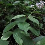 Solanum terminale Habitus