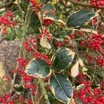 Ilex canariensisHostoa