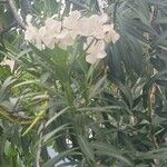 Nerium oleander Folla