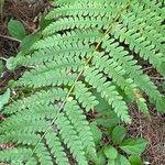 Osmundastrum cinnamomeum Leaf