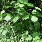 Piper marginatum 整株植物