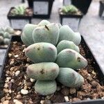 Conophytum bilobum 葉