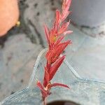 Castilleja linariifolia Leaf