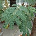 Mimosa polycarpa Blatt