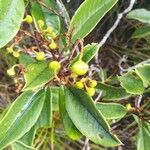 Alphitonia neocaledonica Meyve