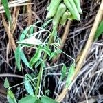 Crotalaria juncea 葉