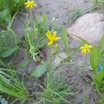 Senecio glaucus Other