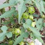 Merremia hederacea Fruit