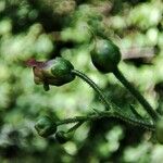 Scrophularia alpestris Blomst