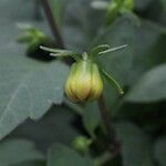 Dahlia spp. Frucht