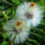 Crassocephalum crepidioides Blüte