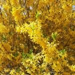 Forsythia suspensa Flower