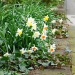 Narcissus × incomparabilis Habit