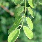 Indigofera heterantha Blatt