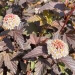 Physocarpus capitatusBloem