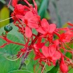 Clerodendrum buchananii Flor