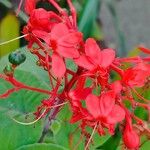 Clerodendrum buchananii Flower