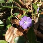 Vinca minorFlower