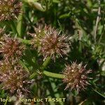 Oenanthe globulosa Fruit