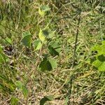 Abutilon grandiflorum Plod