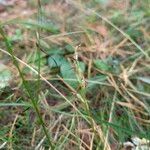 Hemipilia cucullata Plod