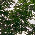 Ailanthus altissima Delienn