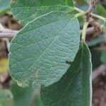 Cordia monoica Hoja