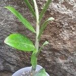 Zamioculcas zamiifolia Leaf