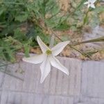 Nicotiana longiflora Кветка
