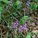 Polygala nicaeensis Libunga
