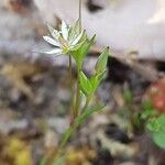 Sabulina tenuifolia Flower