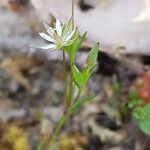 Sabulina tenuifolia Çiçek