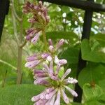 Syringa josikaea Flower