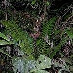Cyathea ursina Hábito