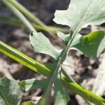 Lactuca dissecta Leaf