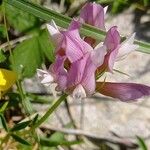 Trifolium alpinum Tervik taim