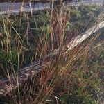 Andropogon distachyos Leaf