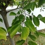 Celtis africana Folha